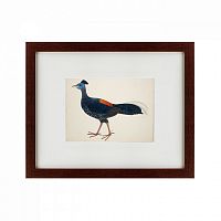 картина: огненноспинная лофура №2, индонезия, 1824 в Ростове-на-Дону