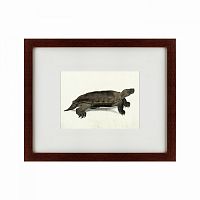 картина: a hand-painted illustration of an arakan forest turtle, 1872 в Ростове-на-Дону
