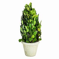 декоративный цветок самшит маленький в Ростове-на-Дону