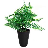 декоративное растение папоротник в горшочке 25 см в Ростове-на-Дону
