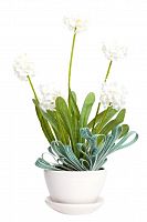 декоративный цветок walley в Ростове-на-Дону