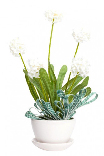 декоративный цветок walley в Ростове-на-Дону