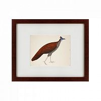 картина: огненноспинная лофура №1, индонезия, 1824 в Ростове-на-Дону