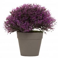 лаванда в горшочке 18 см в Ростове-на-Дону
