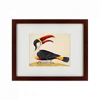 картина: white-throated toucan, 1716 в Ростове-на-Дону