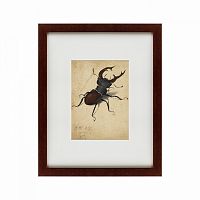 картина: stag beetle, 1505 в Ростове-на-Дону