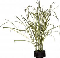 декор reeds and leaves в Ростове-на-Дону