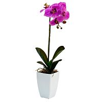 орхидея сиреневая в горшке 52 см в Ростове-на-Дону