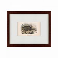 картина: armadillo, 1860 в Ростове-на-Дону