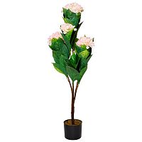 гортензия бело-розовая в горшке 113 см в Ростове-на-Дону