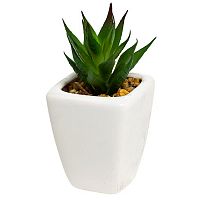 декоративное растение суккулент в горшочке 11 см в Ростове-на-Дону