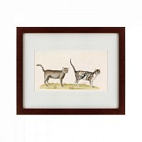 картина: le chat sauvage, 1801 в Ростове-на-Дону