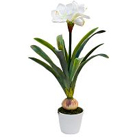 амариллис белый в горшке 76 см в Ростове-на-Дону