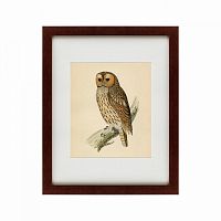 картина: brown owl, 1760 в Ростове-на-Дону
