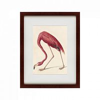 картина: американский фламинго (литография), 1822 в Ростове-на-Дону