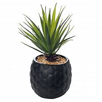 декоративное растение суккулент в черном горшочке 17 см в Ростове-на-Дону