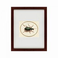 картина: beetle, 1700 в Ростове-на-Дону