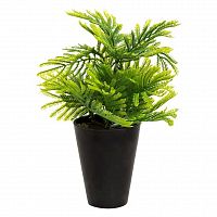 декоративное растение туя в горшочке 25 см в Ростове-на-Дону