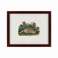 картина: armadillo (dasypus peba), 1848 в Ростове-на-Дону