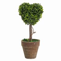 декоративный цветок в горшке amour маленький в Ростове-на-Дону