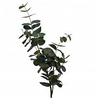 листья эвкалипта 90 см (24) в Ростове-на-Дону