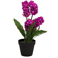 декоративное растение гиацинт в горшочке фиолетовый 40 см в Ростове-на-Дону
