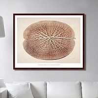 картина: leaf of a gigantic water lily, 1870г. в Ростове-на-Дону