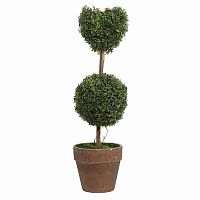 декоративный цветок в горшке amour grande в Ростове-на-Дону