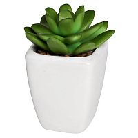 декоративное растение суккулент в горшочке 10 см в Ростове-на-Дону