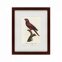 картина: perruche a chaperon bleu, 1801 в Ростове-на-Дону